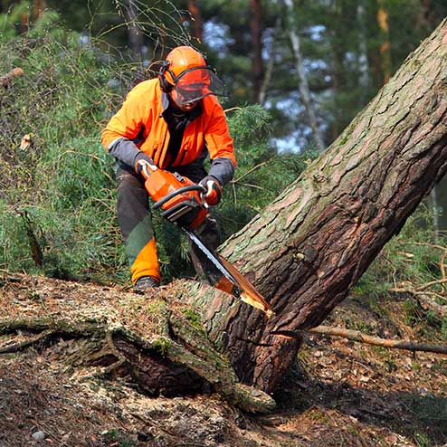 Tree cutting service Top Cuts Tree Service & Landscaping