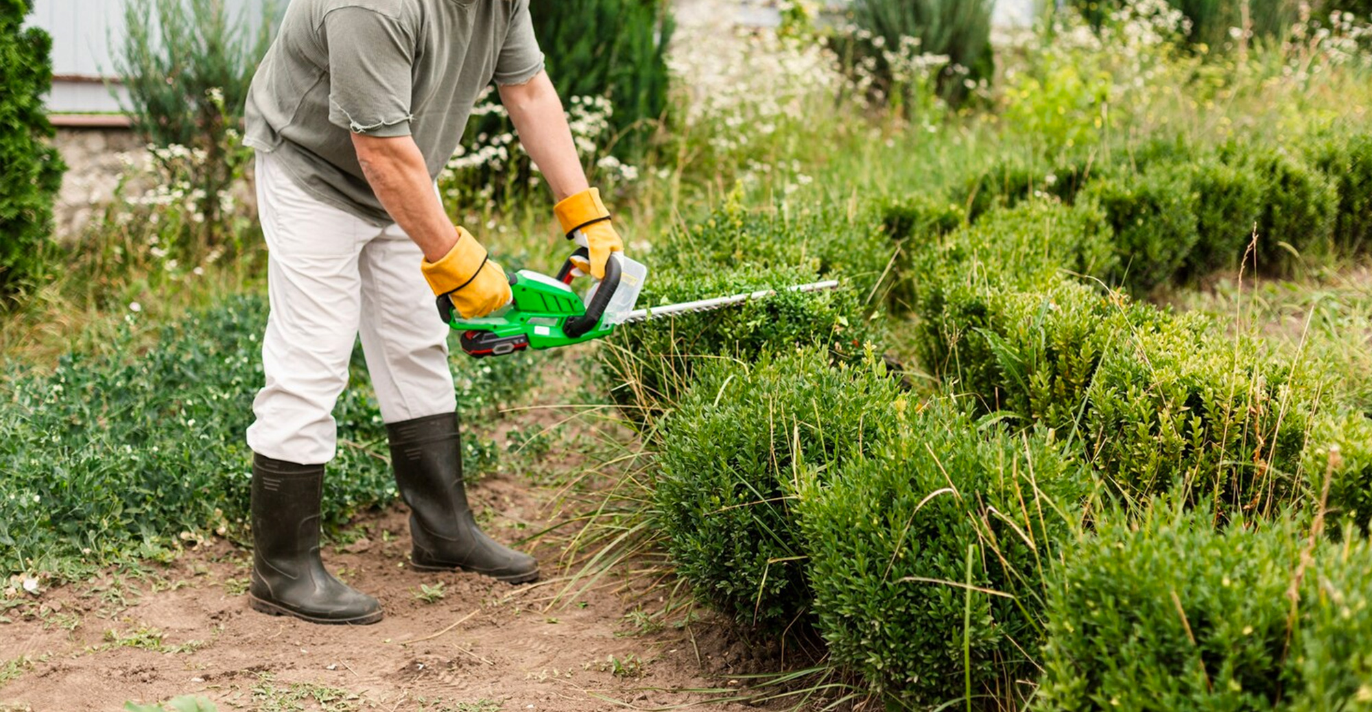 When Is the Best Time To Trim Trees? A Comprehensive Guide