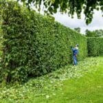 Bush Trimming Service Southern MD Top Cuts Plus