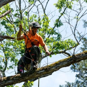 deadwooding tree removal Southern Maryland