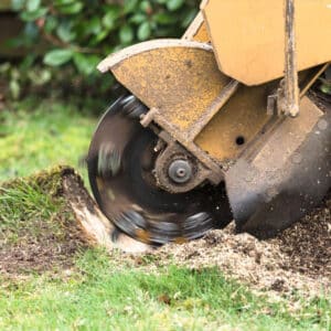 stump removal services Southern Maryland