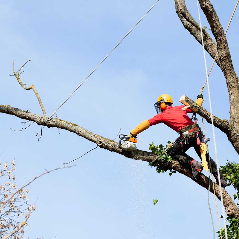 Amazing Deadwood Tree Service in Southern MD - Top Cuts Plus