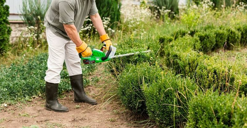 Tree Trim Service