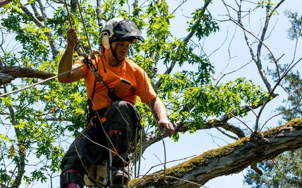 The Steps Arborists Take to Remove Trees Safely