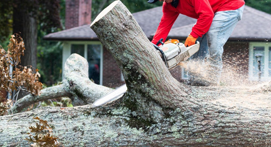 Professional Tree Removal 