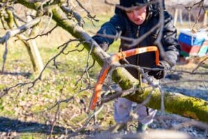 Tree Removal Southern Maryland