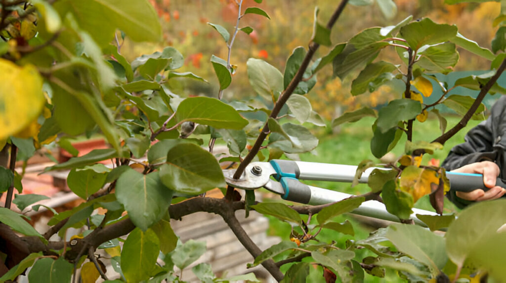 Tree Pruning