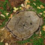 tree stump remove