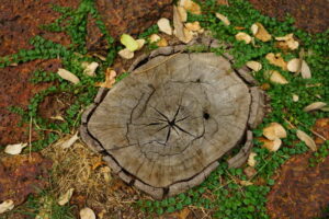 tree stump remove